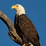11SB8506 American Bald Eagle